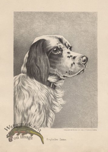 (image for) 1890s Dogs 28