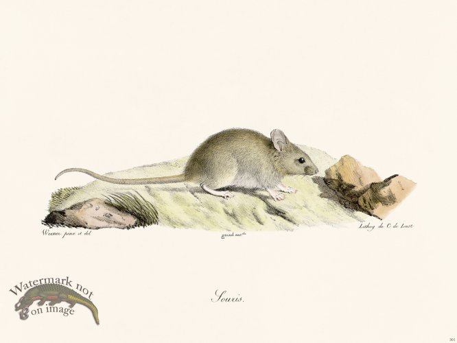 (image for) Cuvier 301 Mouse