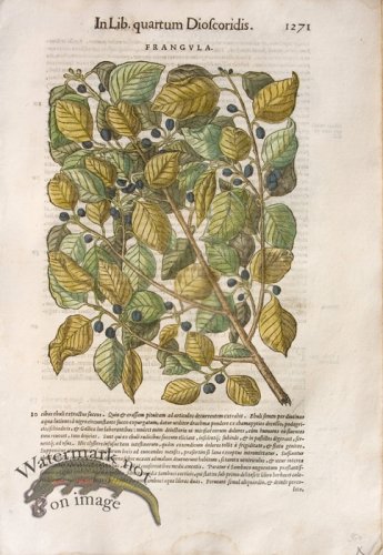 (image for) WB Botanicals 35