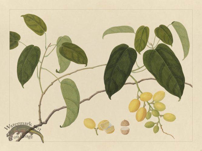 Andalas Botanicals 22