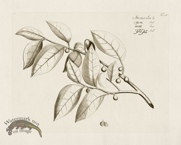 (image for) HORTUS VOl 03 58