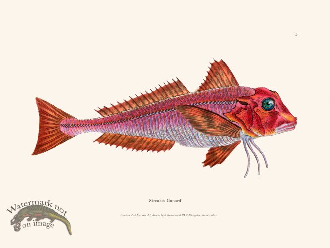 (image for) 005 Streaked Gunard