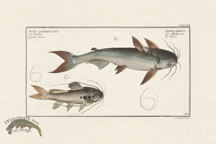 (image for) BLOCH FISH 368