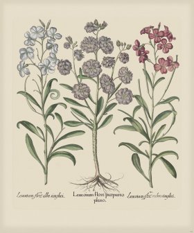 Besler 168 Colored B2