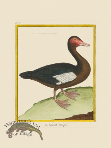 (image for) Martinet Bird 989