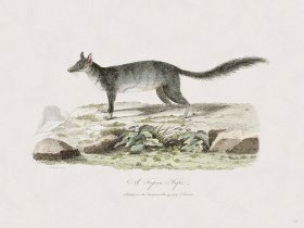 58 New Holland Caffowary