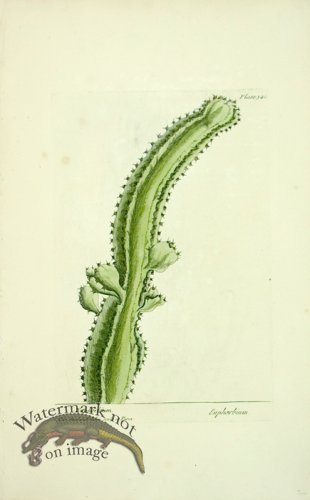 (image for) Blackwell E 47