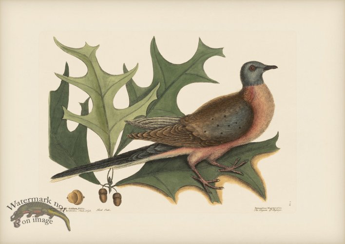 (image for) 023 Pigeon of Passage