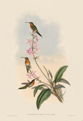 Gould Hummingbird 033