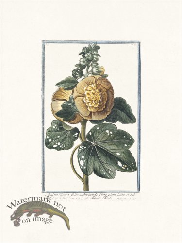 (image for) Bonelli 044 Mauve Rose