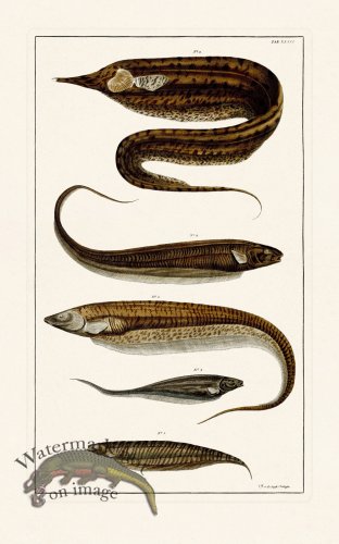 (image for) Seba B2 032