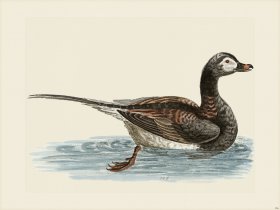Edwards 156 Long tail'd Duck