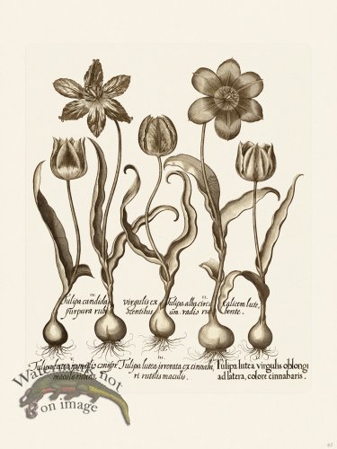 (image for) Besler 067 B1