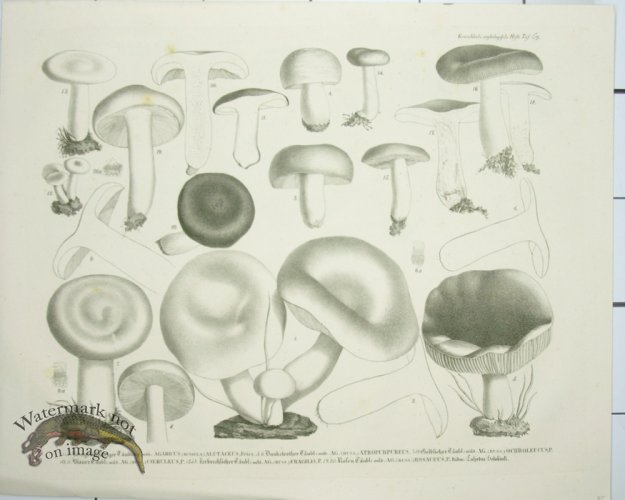 (image for) Mushroom Atlas 59