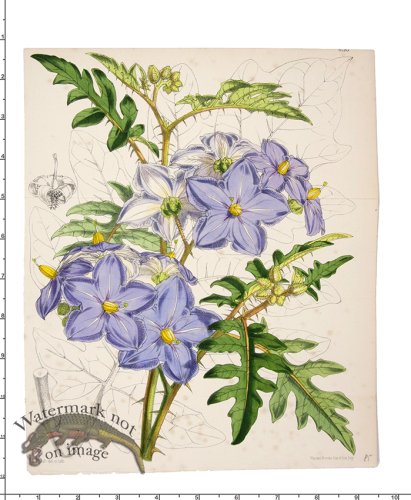 Curtis Botanical 020