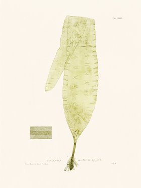 Bradbury Seaweed 149