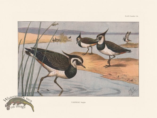 (image for) Les Chiens 116