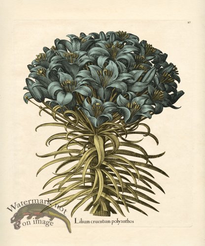 Besler Botanical 087 BG