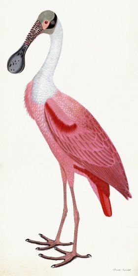 Rudbeck 039 Spoonbill 20x40