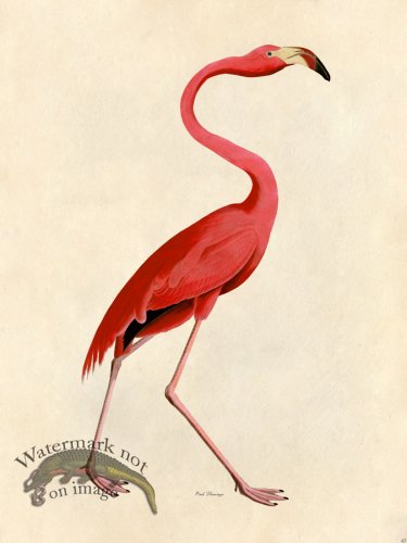 (image for) Pink Flamingo - Tribute Bd 45