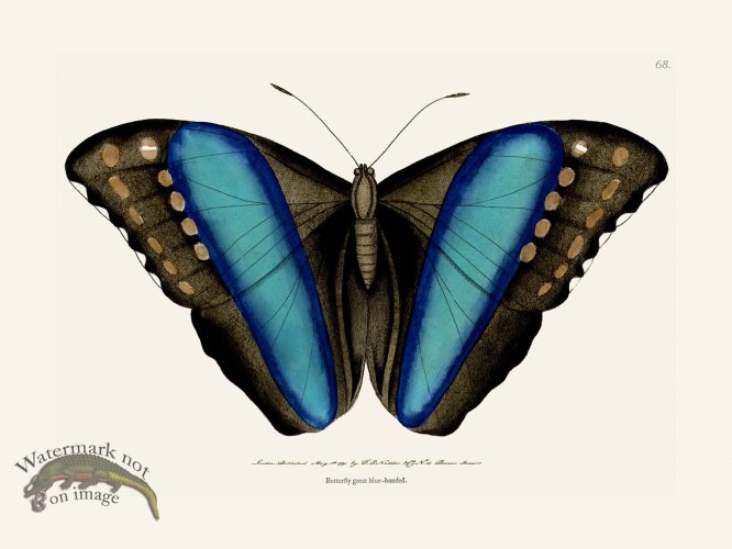(image for) 068 Great Blue-Banded