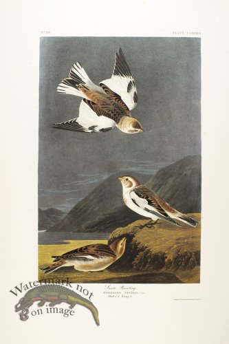 (image for) Field Sparrow