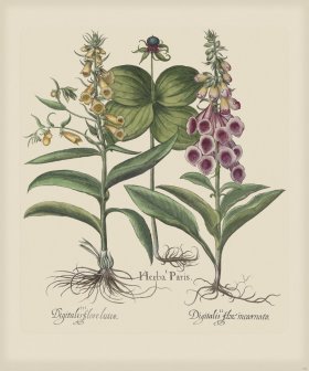 Besler 150 Colored B2