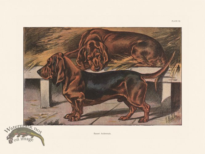 (image for) Les Chiens 052