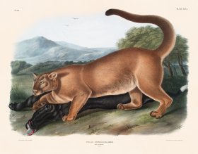 (image for) 096 The Cougar