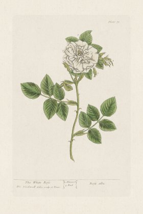 BEE 073 The White Rofe