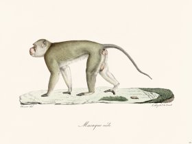 Cuvier 354 Male Macaque