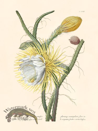 (image for) Trew Botanical 31