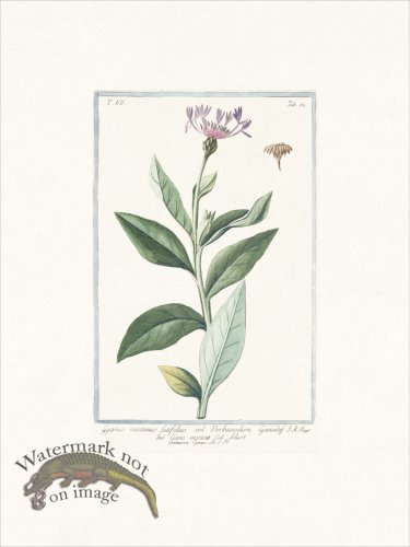 (image for) Bonelli 682 mountain cornflowe