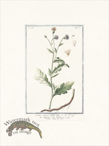 (image for) Bonelli 677 Sow thistle