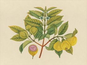 Far East Fruit and Flowers 14