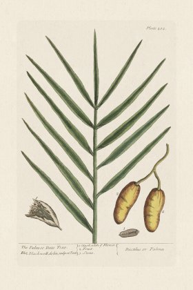 BEE 202 The Palmor Dale Tree