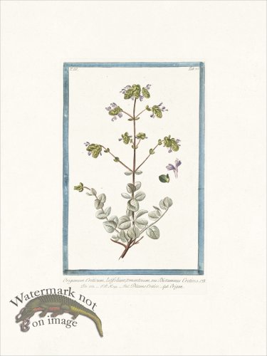 (image for) Bonelli 276 Spanish Hops