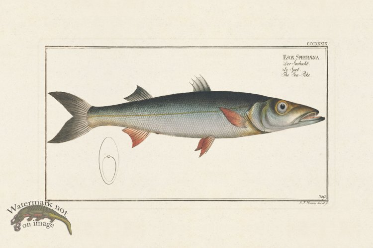 (image for) BLOCH FISH 389