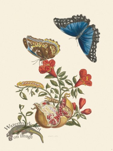 (image for) Merian Metamorphosis 09