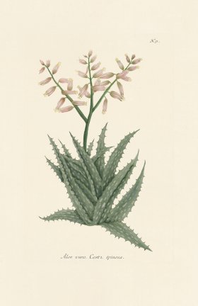 (image for) Weinmann PL 051