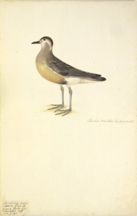 190 Swedish Birds . Charadrius Morinellus.Eurasian Dotterel