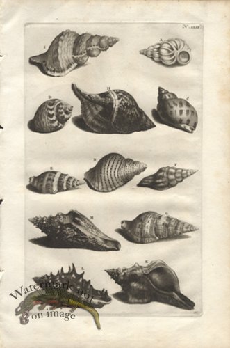 (image for) Rumphius 49