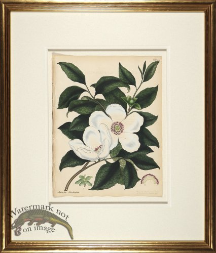 (image for) Andrews Botanicals in Gold Frame 06