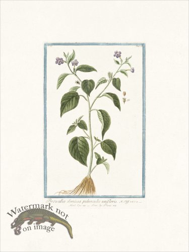 (image for) Bonelli 200 Amethyst Flower