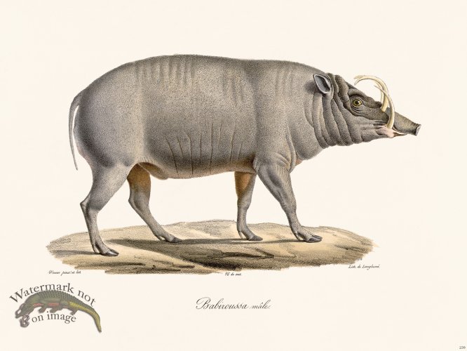(image for) Cuvier 239 Male Babiroussa
