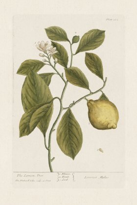 BEE 362 The Lemon-Tree