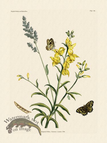 (image for) Wilkes Butterflies 106