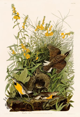 (image for) 136 Meadow Lark