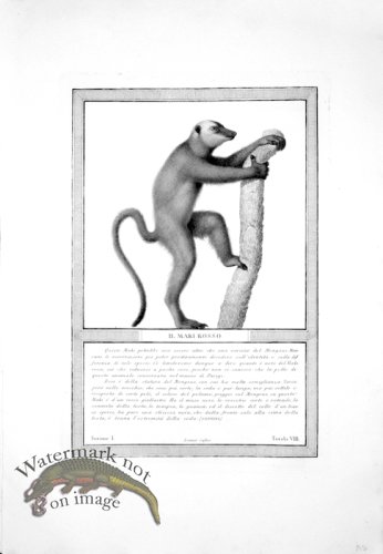 (image for) The_Monkeys_37