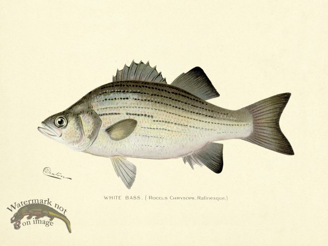 (image for) Bass_White